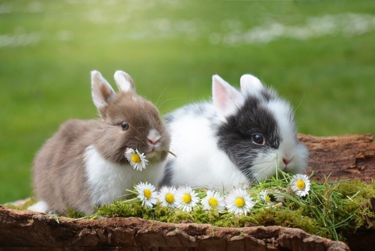 Deux adorables lapins avec une belle fourrure son dans un champ d'herbe verte et grignotent des fleurs